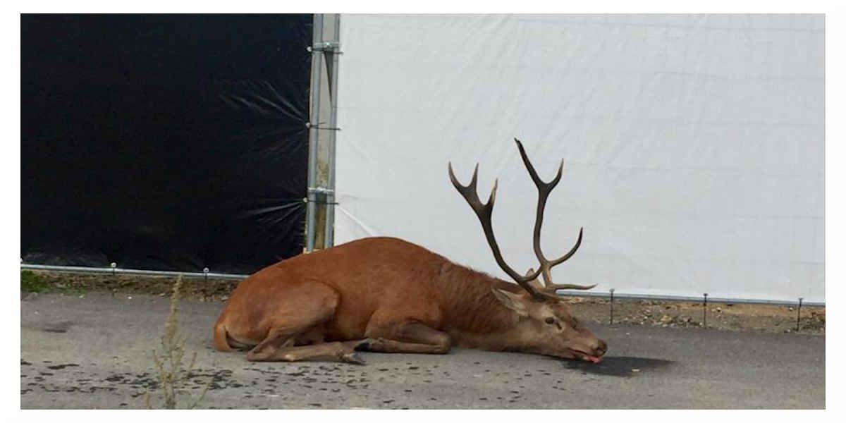 Pauvre cerf en pauvre état à la suite d'une chasse a courre