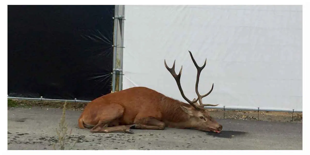 Pauvre cerf en pauvre état à la suite d - Votre Actualité au Quotidien'une chasse a courre Pauvre cerf en pauvre état à la suite d'une chasse a courre