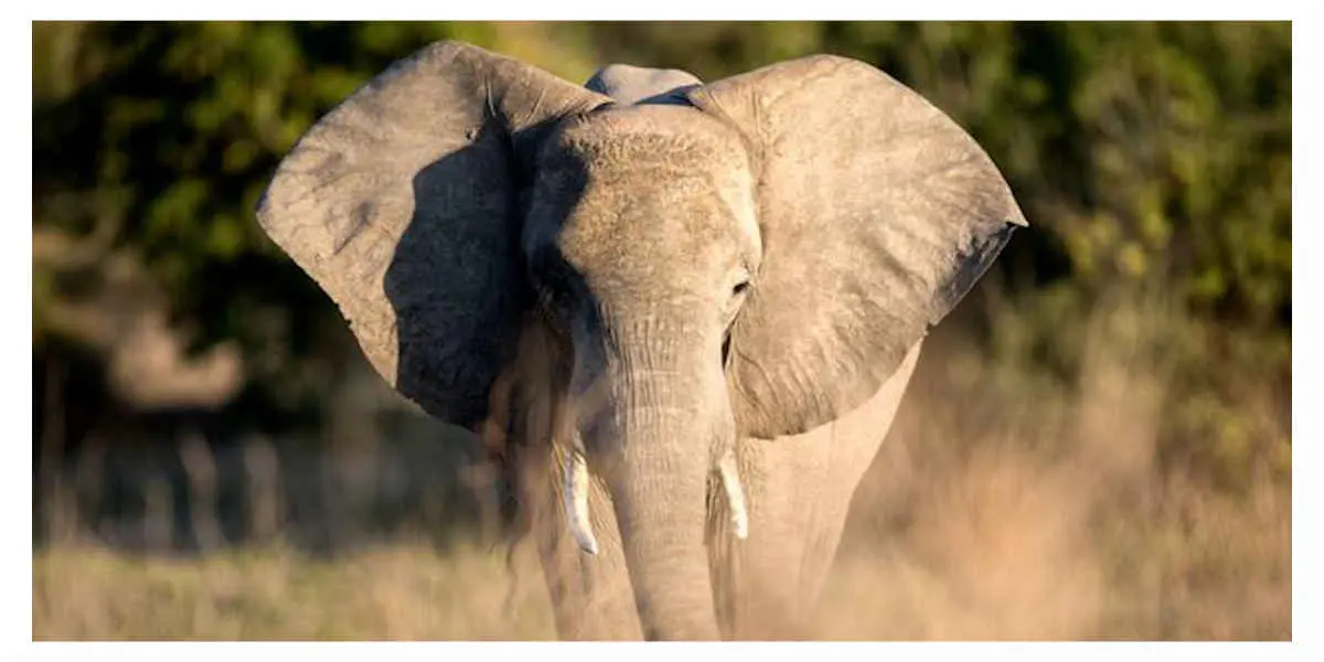 Elephant - Votre Actualité au Quotidien Les grands mammifères captent la majorité des financements de la biodiversité