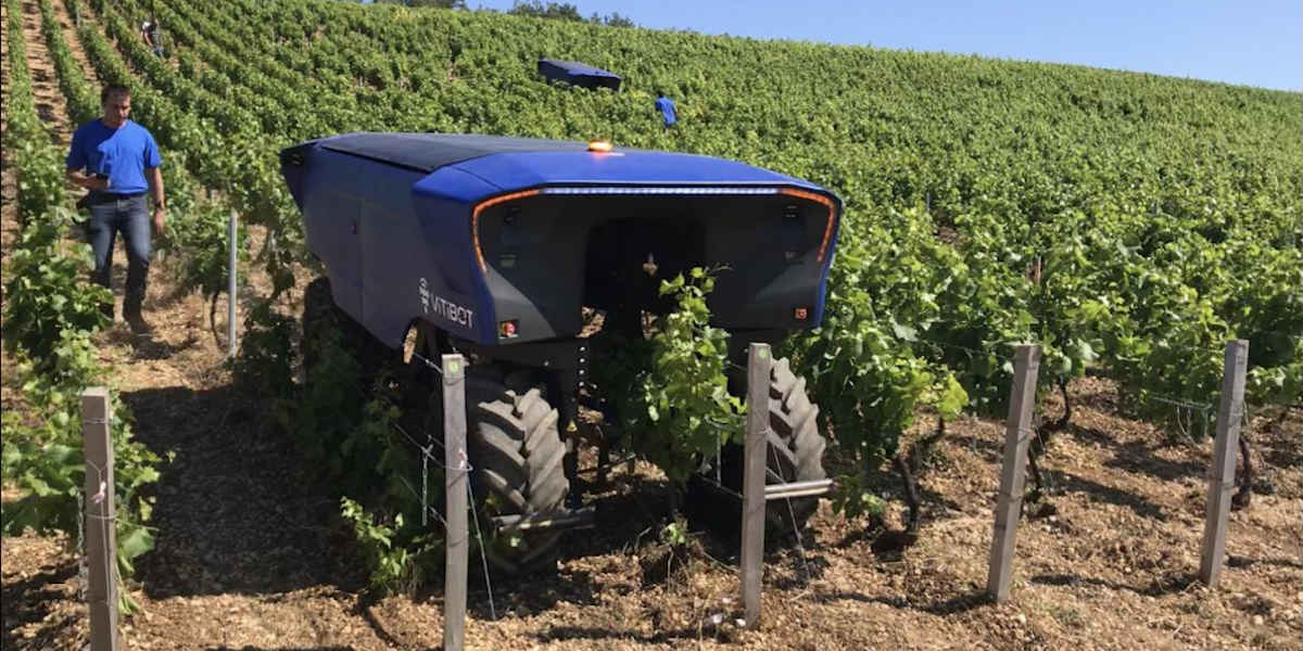Le robot viticole Bakus rentre en action