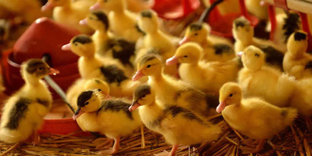 Canetons - Votre Actualité au Quotidien 600.000 canards encore vivants dans les Landes vont être abattus