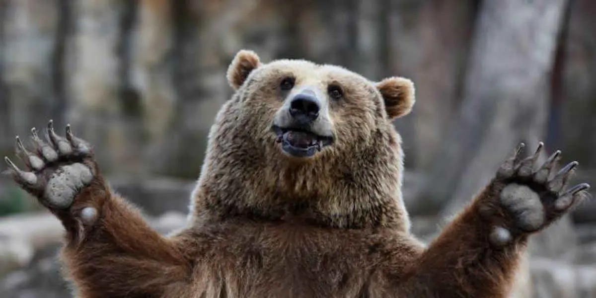 Ours brun