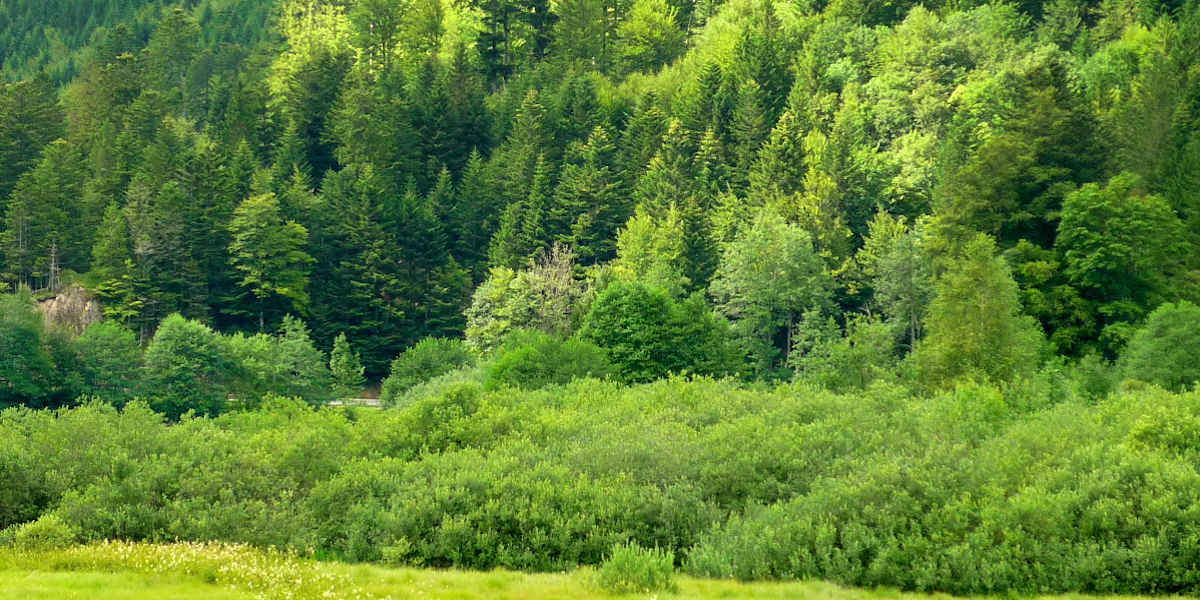 Forêt Française