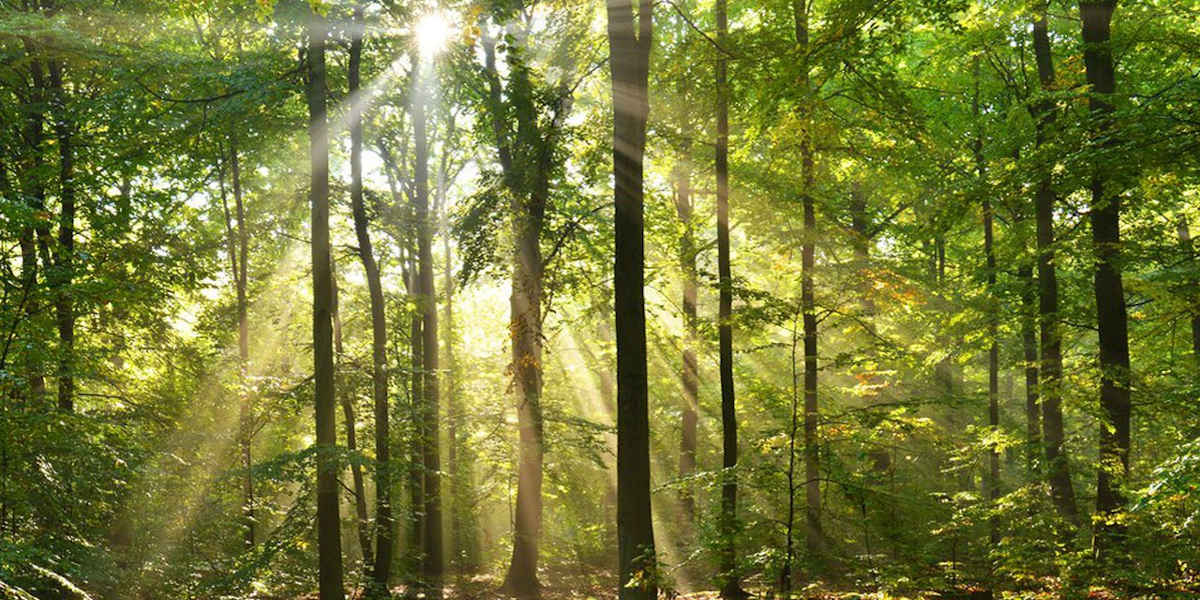 En Finlande, les sols exploités produisent désormais plus d'émissions de carbone qu'ils n'en absorbent