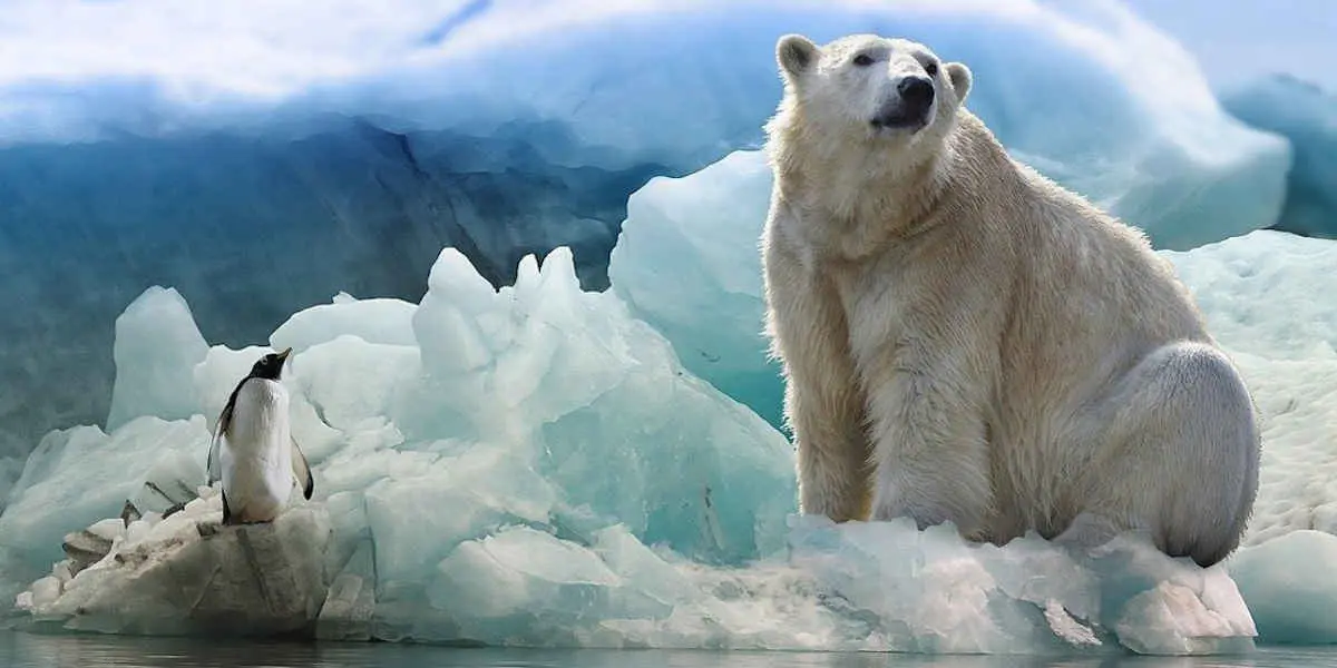 Ours polaire