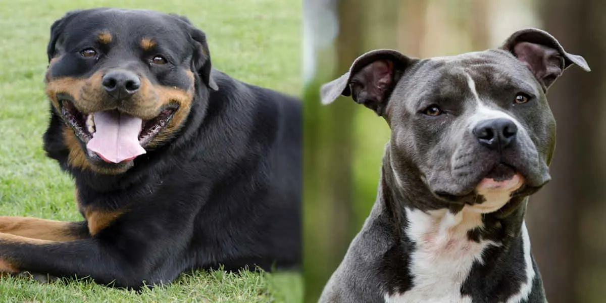 Rottweiler et Pitbull - Votre Actualité au Quotidien