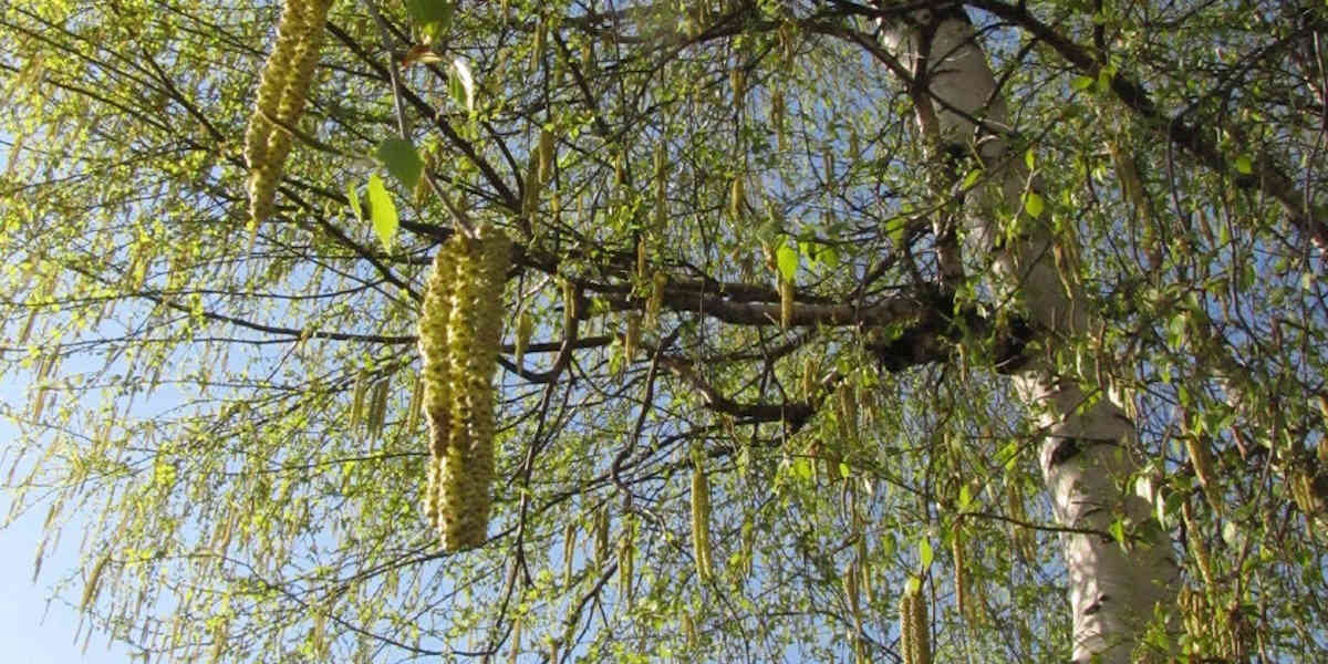 Une forte concentration de pollens dans l'air facilite l'infection a la Covid-19