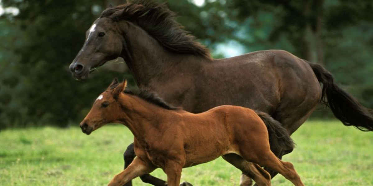 Pandémie en Espagne qui touche les chevaux Chevaux : Une inquiétante pandémie venue d'Espagne