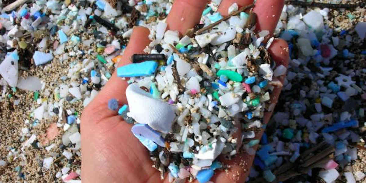 Pollution plastique : Des pénis de plus en plus petits