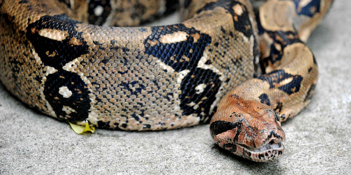 Peta dévoile des images de serpents tués pour leur peau