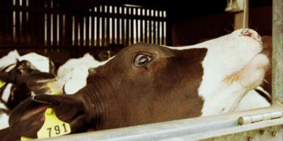 Les farines animales reviennent par la petite porte