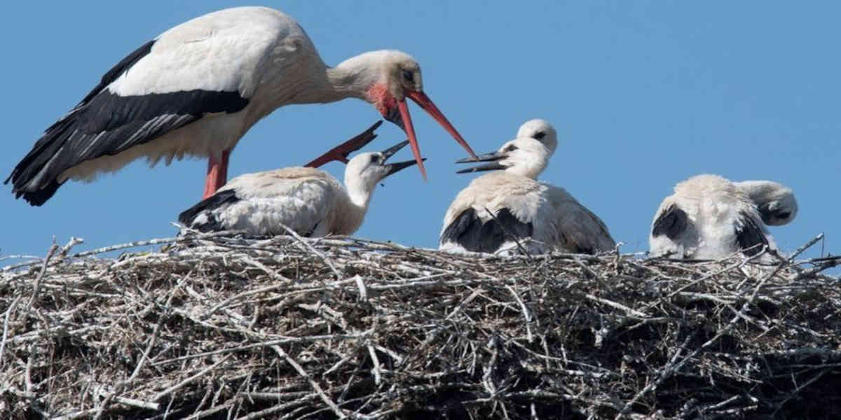 Les cigognes blanches s'implantent dans d'autres départements que la Charente-Maritime 