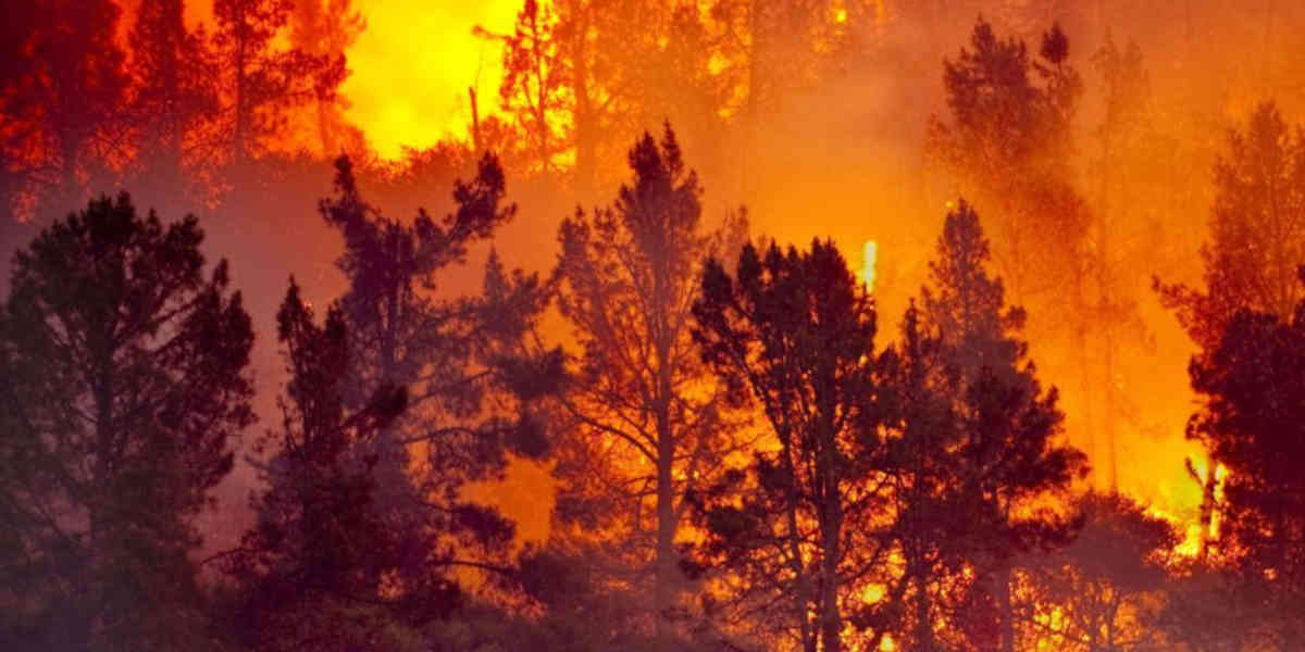2100 : Les feux de forêt vont devenir de plus en plus intenses