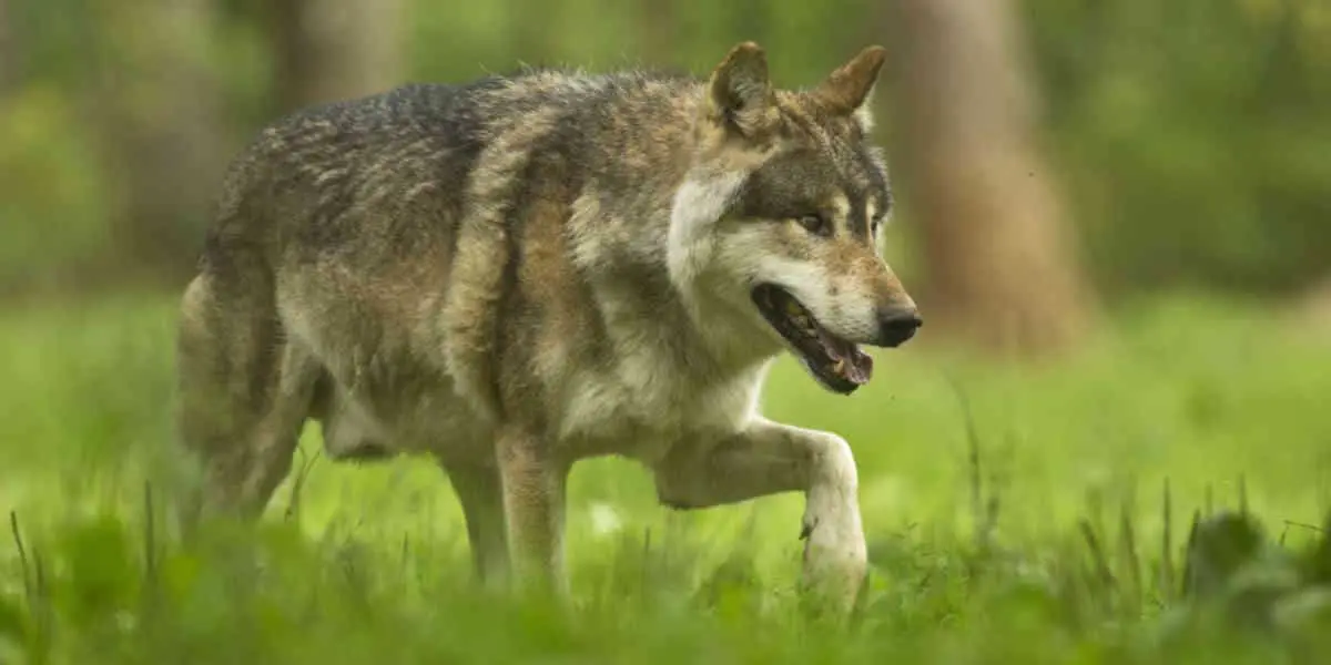 Loup : Emmanuel Macron affirme