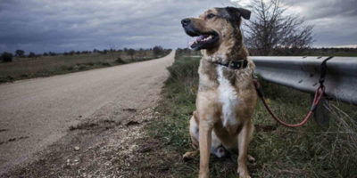 Le Sénat a majorité de droite fait marche arrière sur la loi contre la maltraitance animale