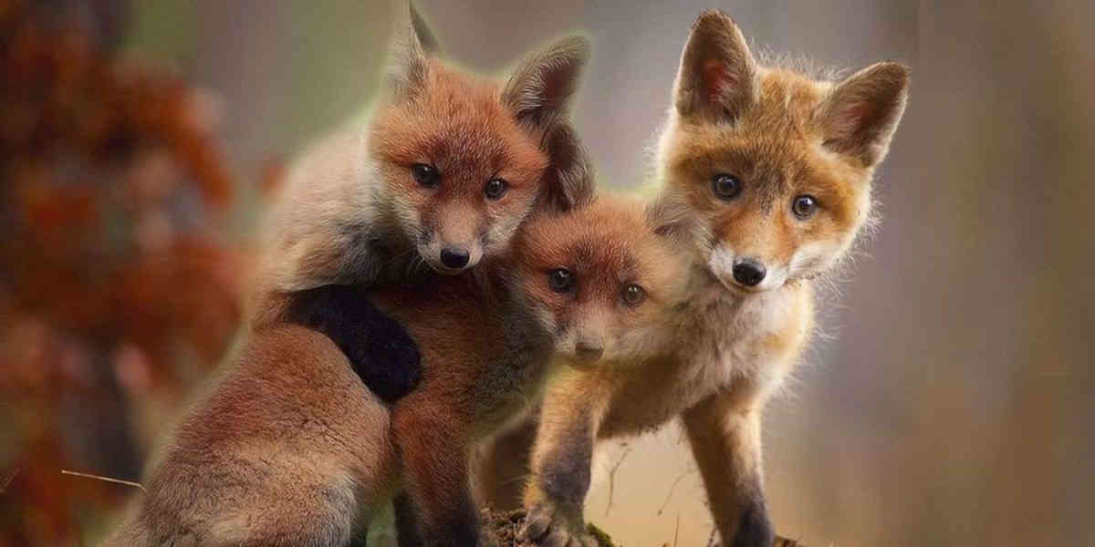 Dans l'Oise, la justice suspend un arrêté préfectoral qui prévoyait l’abattage de 1 700 renards !