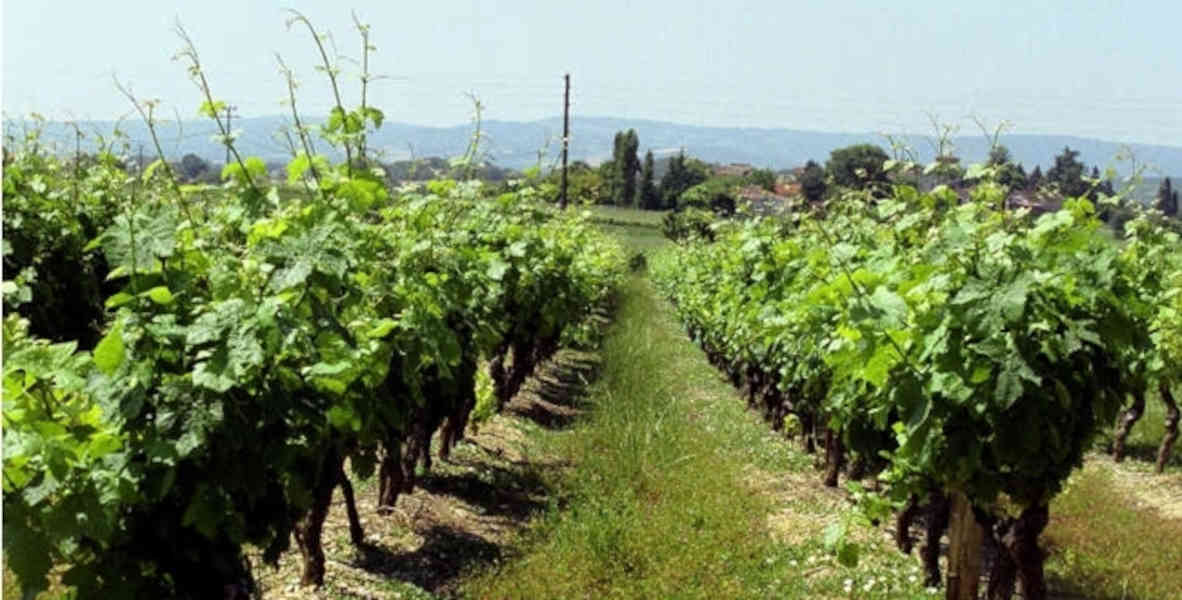 Un faux printemps qui réveille les végétaux trop tôt