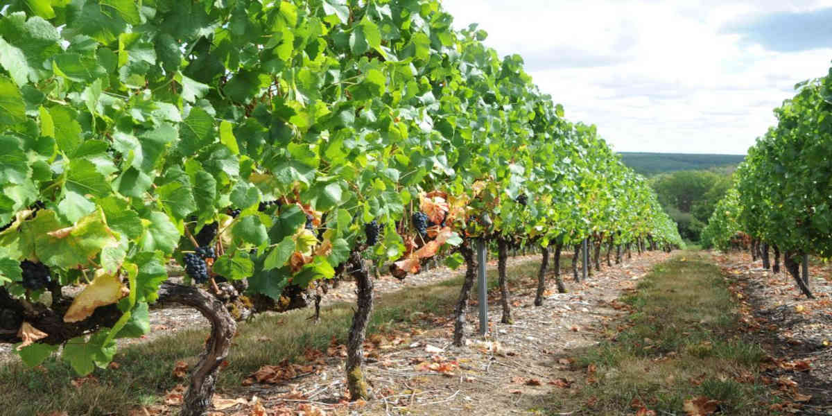 La France prévoit un plan d'arrachage de la vigne