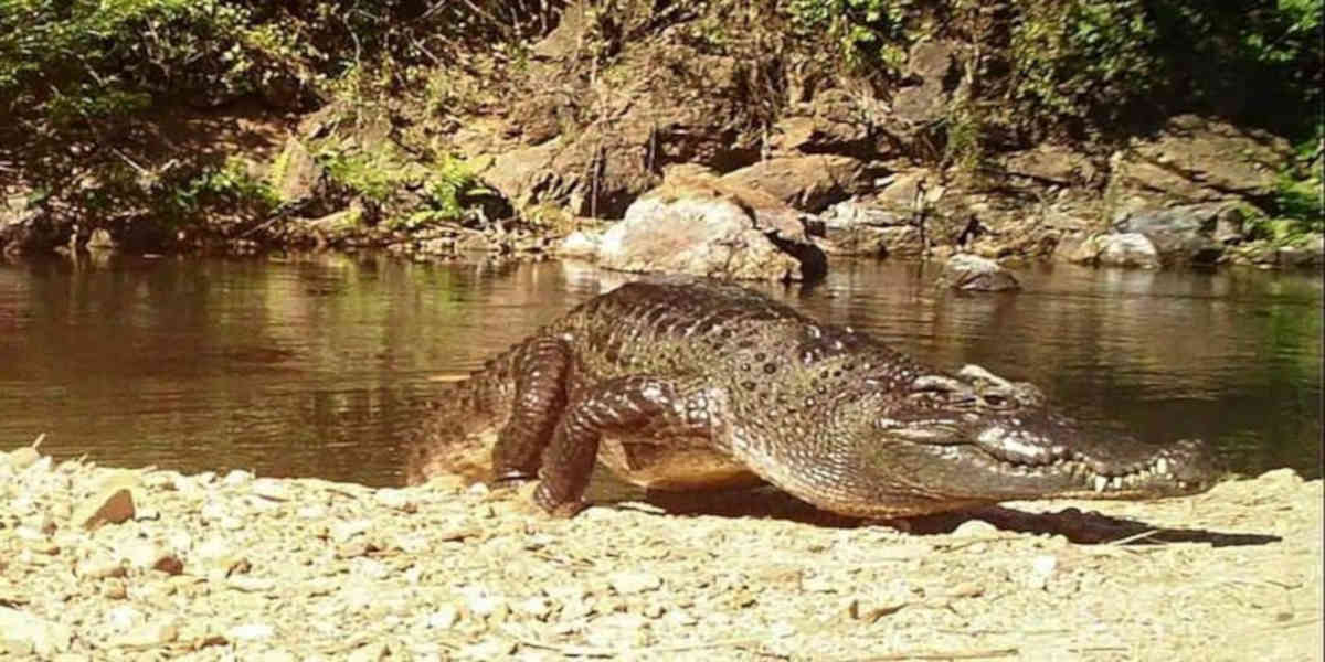 Israël va utiliser des crocodiles pour dissuader d'éventuelles évasions de prison