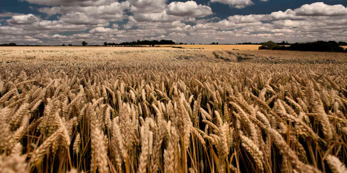 La France pourrait être autosuffisante alimentaire