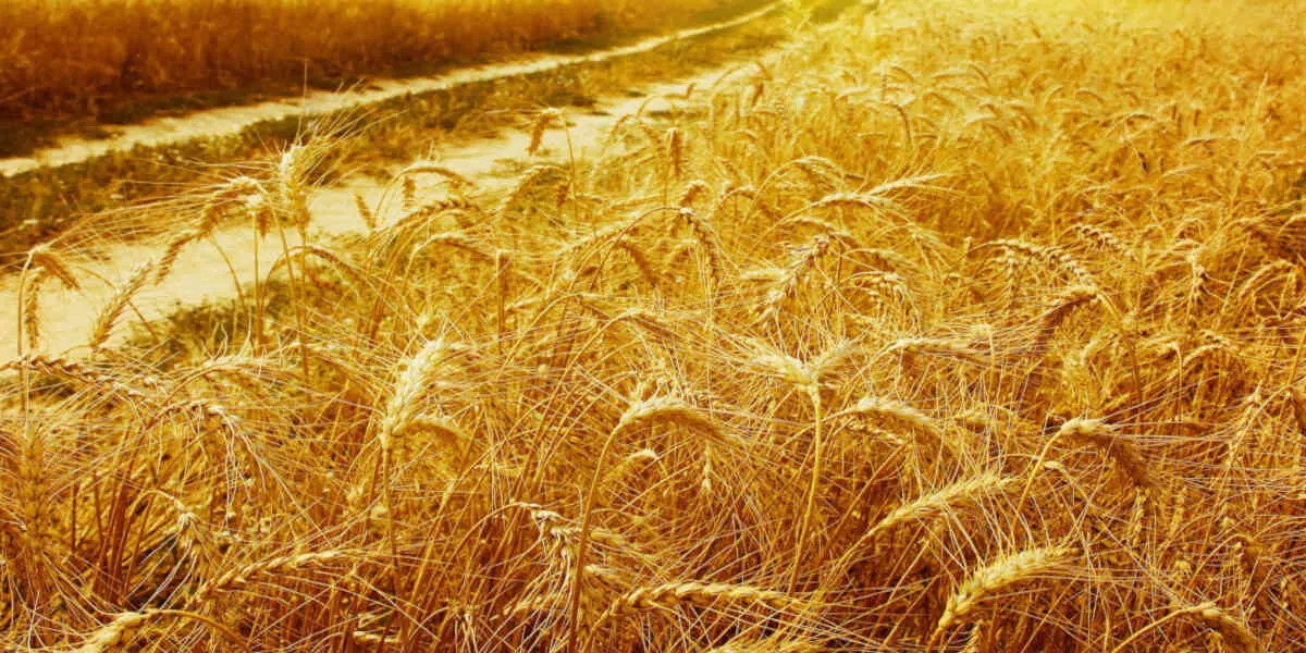 - Votre Actualité au Quotidien Avec la guerre en Ukraine, une crise alimentaire mondiale est redoutée