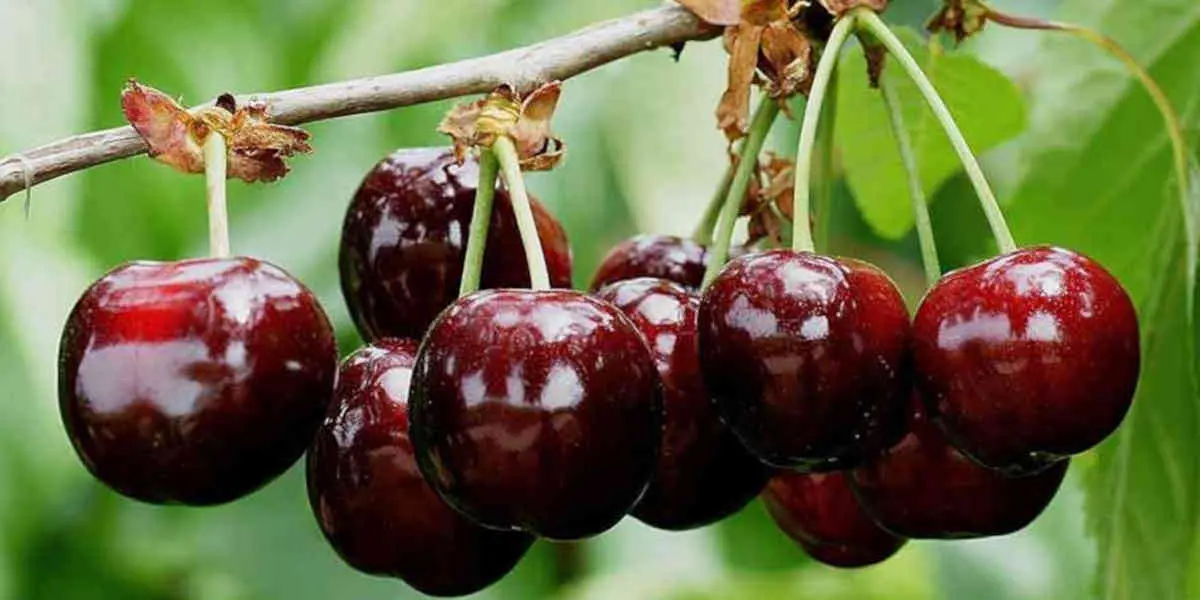 Cerises - Votre Actualité au Quotidien Les fruits ont bénéficié d’un soleil précoce. La production est généreuse