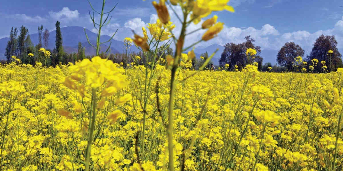 Les pots de moutarde ont disparu des étals de nos supermarchés