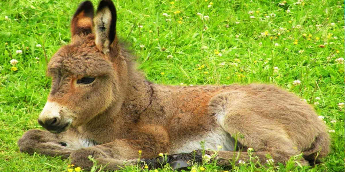 La solidarité se met en place pour sauver les animaux des flammes en Gironde