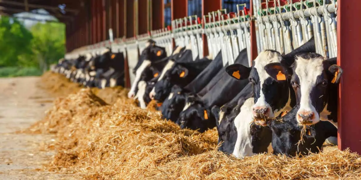 animaux-ferme-vaches-laitieres - Votre Actualité au Quotidien Il faut
