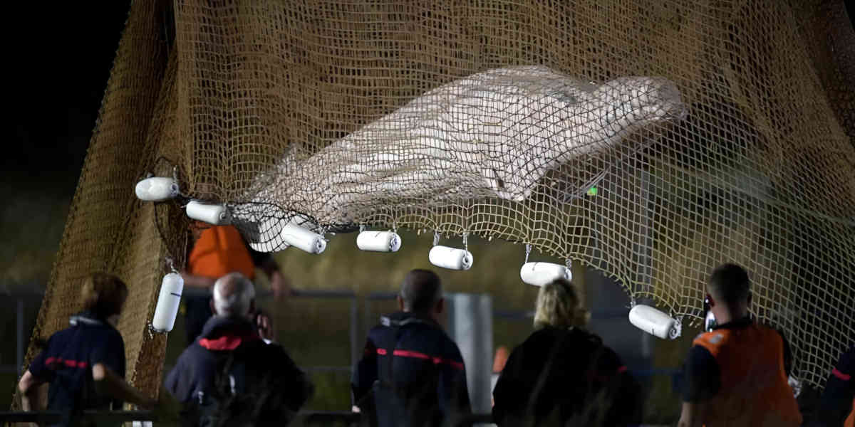 Le béluga égaré dans la Seine a été sorti de l'eau. Il est mort