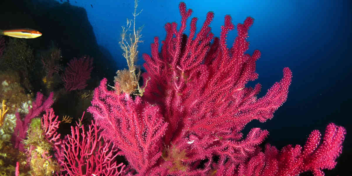 Canicule : les scientifiques constatent avec désolation les effets sur les fonds marins