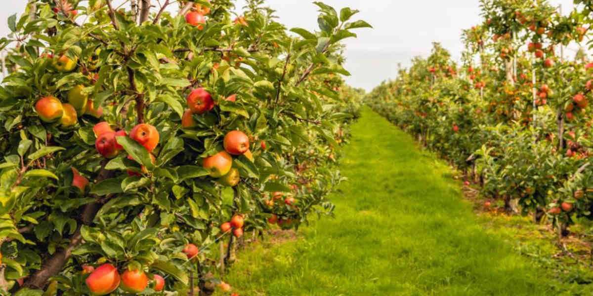 Une réforme des assurances pour protège les récoltes des agriculteurs