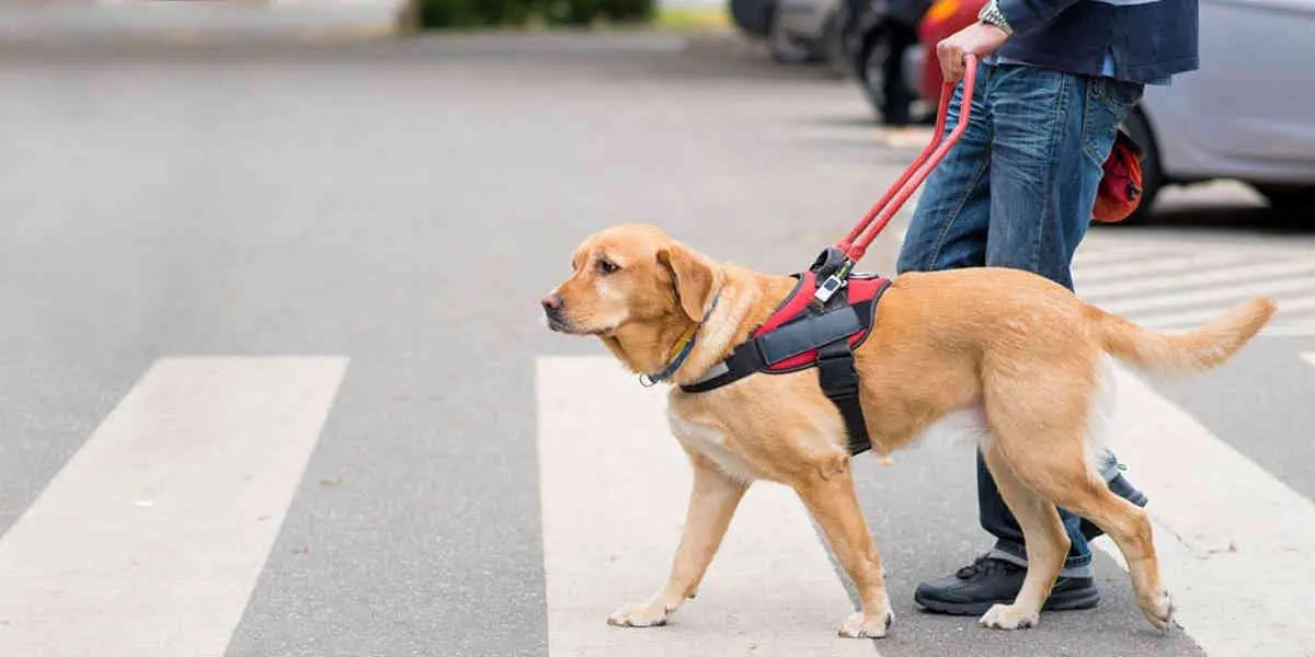 Les personnes non-voyantes victimes de discriminations avec leur chien guide