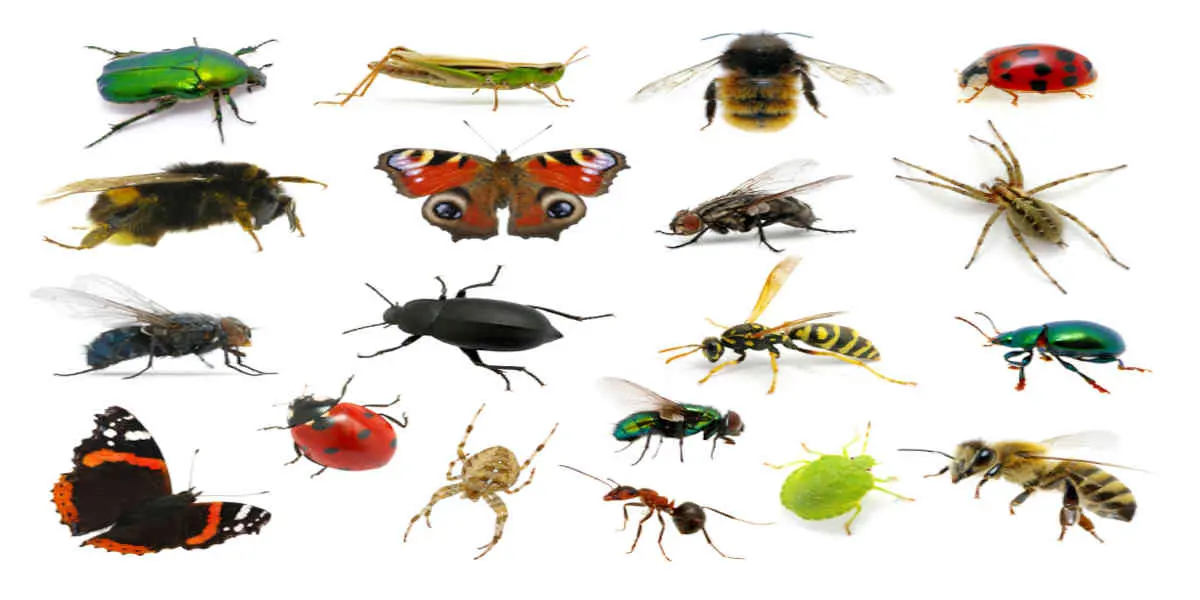 Le déclin catastrophique des insectes