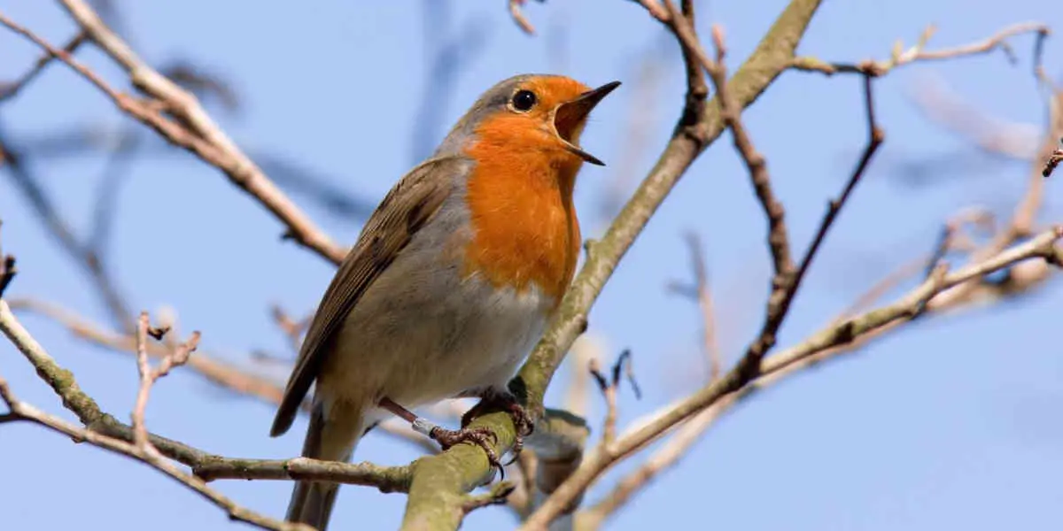 Agriculture : le nombre d'oiseaux a diminué de 25% en près de 40 ans en Europe