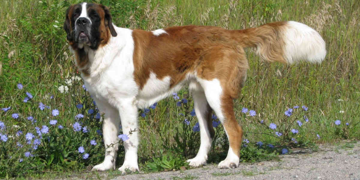 Le chien le plus vieux de tous les temps, est mort à l’âge de 31 ans