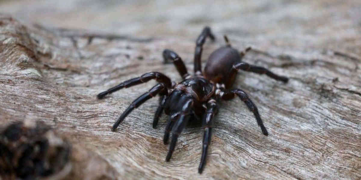 L’araignée la plus venimeuse du monde découverte