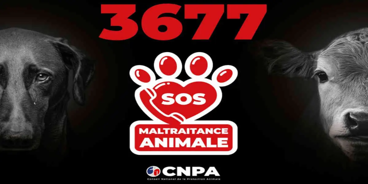 animaux-maltraitance - Votre Actualité au Quotidien Le 3677 pour faire des signalements de maltraitance animale