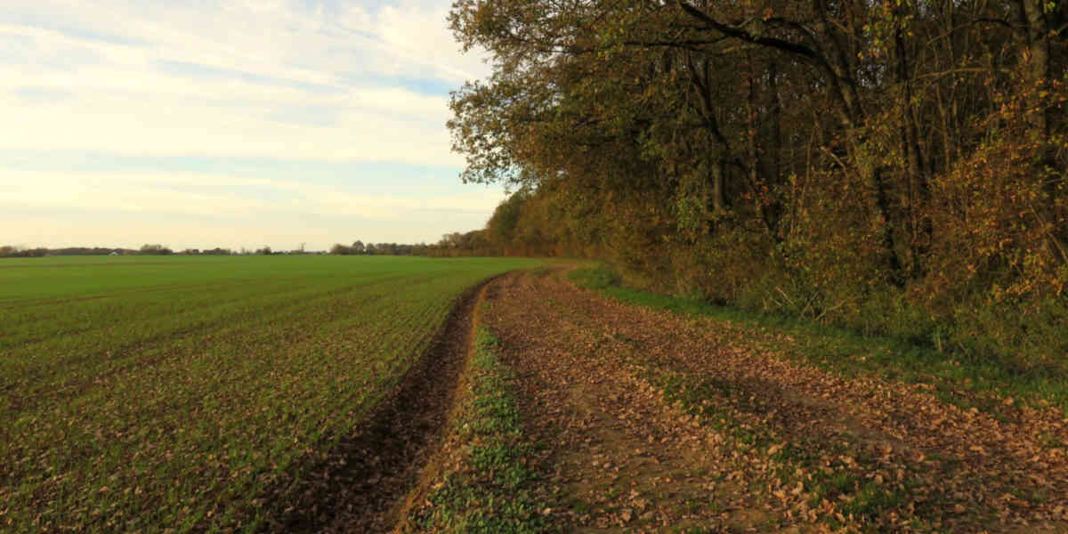 Les lisières, ce lieu souvent sous-estimé