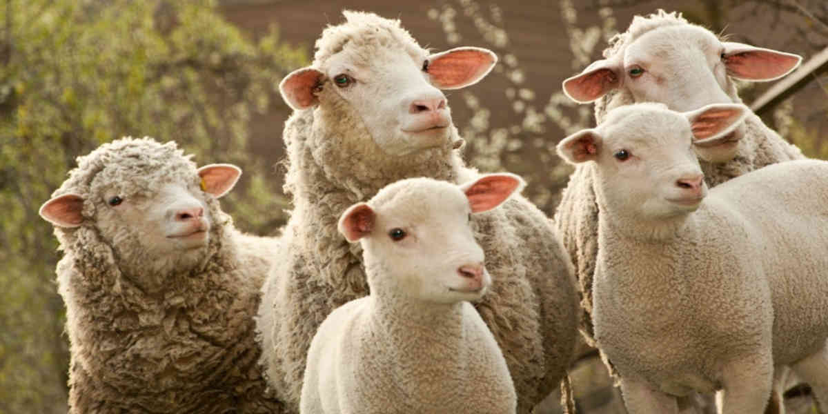 Un nouveau type de fièvre catarrhale ovine détecté en France