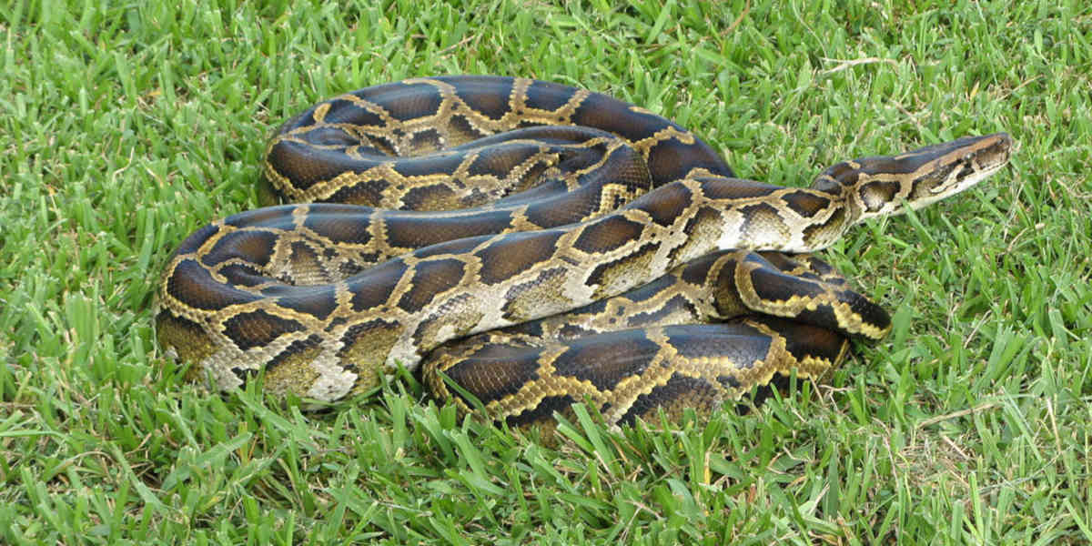 Invasion de pythons dans le parc des Everglades aux États-Unis