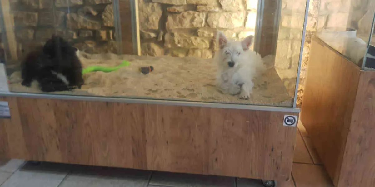Les animaleries contournent la loi interdisant la vente de chiens et de chats