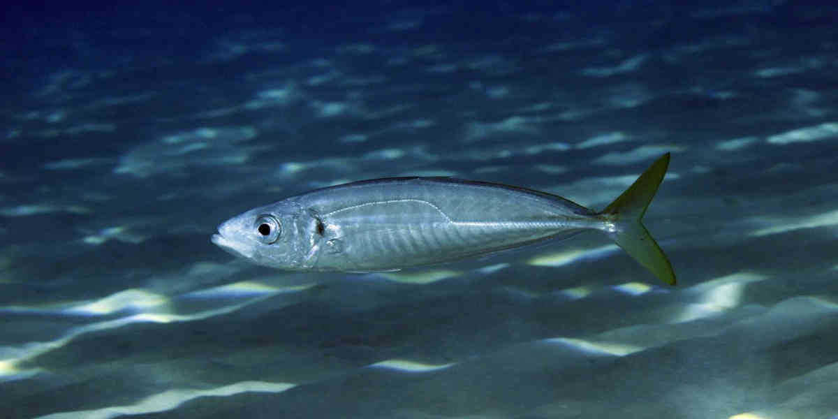 Finalement, l'Union européenne a décidé d'augmenter ses quotas de pêche de maquereaux