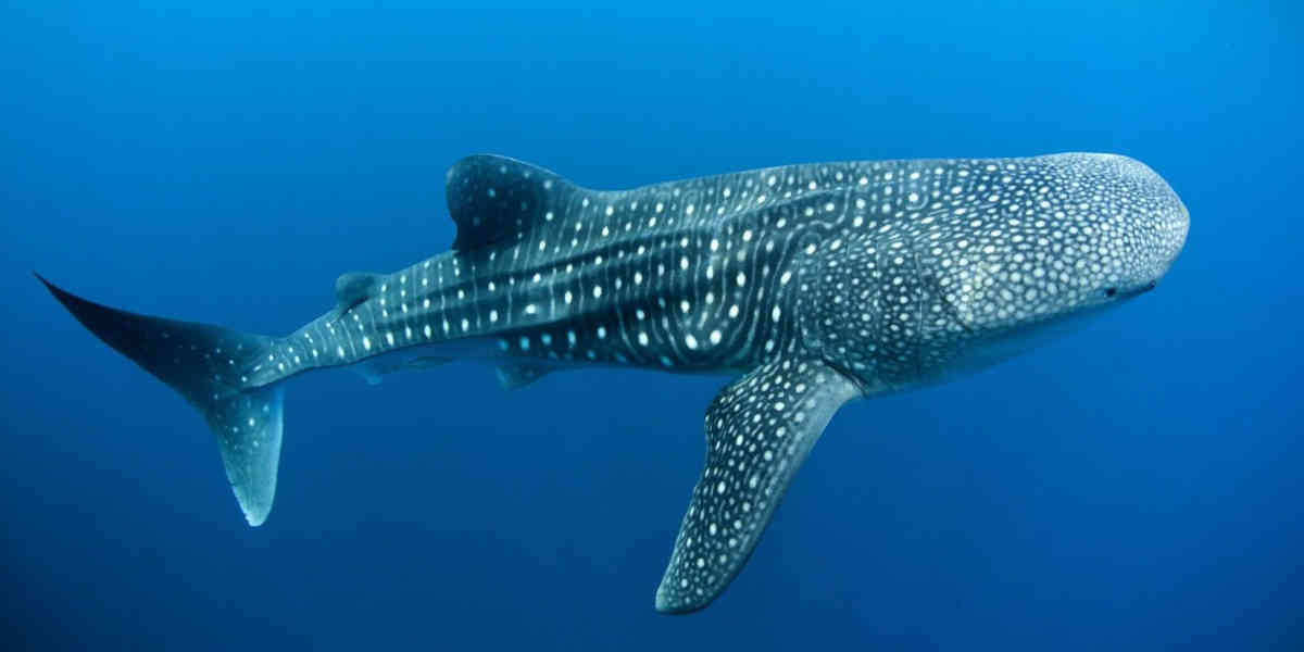 Une zone de protection internationale pour le requin-baleine dans l'Atlantique sud