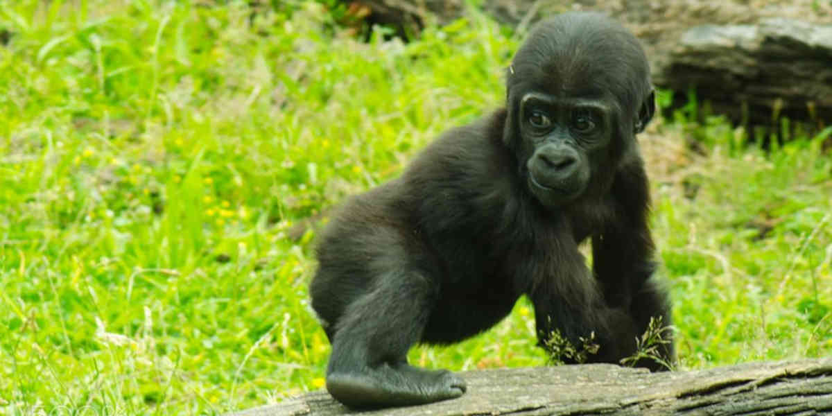 Istanbul  : un jeune bébé gorille découvert dans un carton à l'aéroport