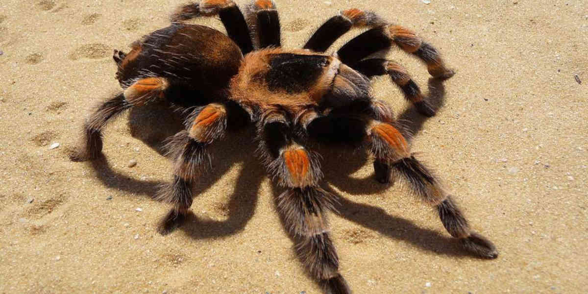 La douane allemande découvre 1 500 mygales