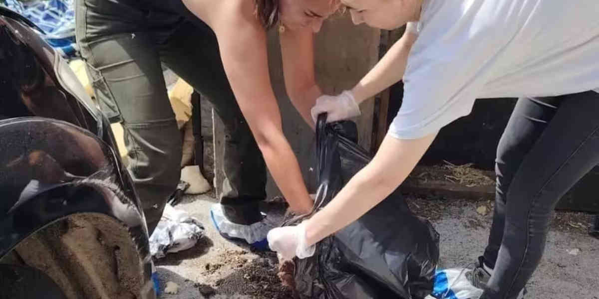 Plus d'une dizaine de cadavres de chiens découverts dans une maison