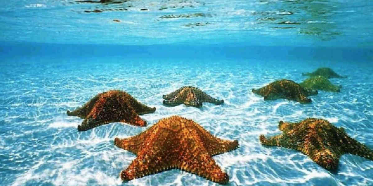 Les biologistes ont identifié l'assassin de milliards d'étoiles de mer