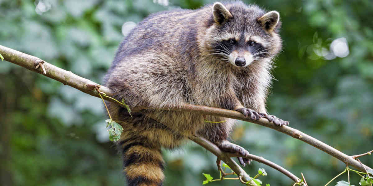 Un raton laveur aperçu pour la première fois dans les Pyrénées-Orientales 