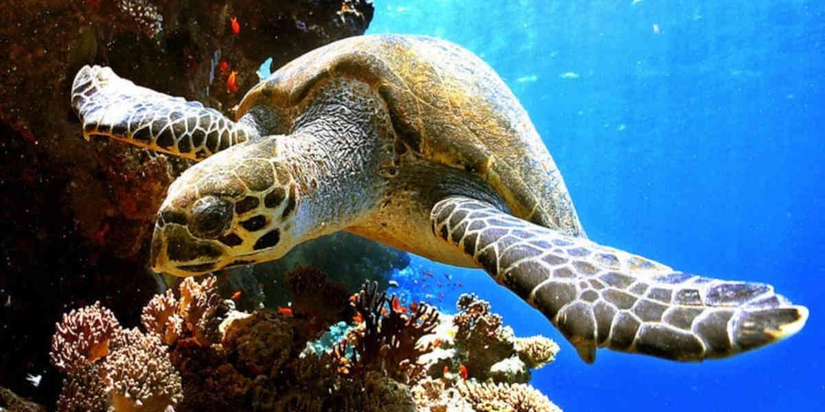 Ratifié par 60 pays c'est le premier traité pour protéger la haute mer